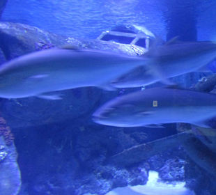 Aquarium
