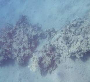 Riff versandet wegen künstlicher Strand