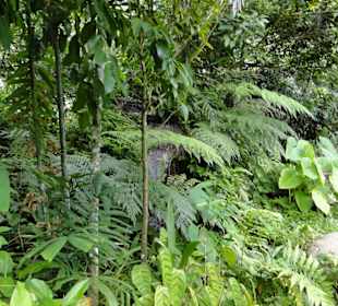 Poring Hot Springs - Schmetterlingsgarten