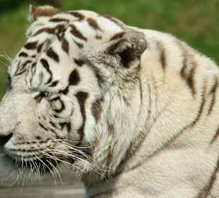 Kameltheater & Weißer Hof