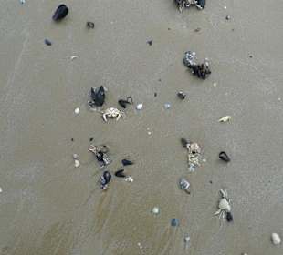 Римини, море