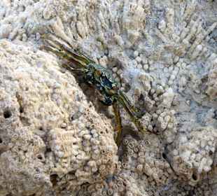 Schnorcheln El Quseir