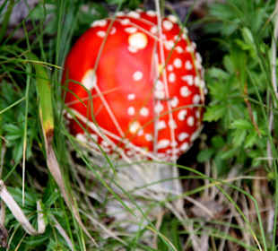 Fliegenpilz