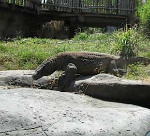 В зоопарке Бали