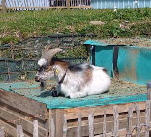 Restaurant Sonnenalm