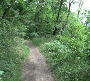 Wanderweg - Alter Steinbruch Pfaffenberg Runde