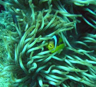 Anemonenfisch in Anemone
