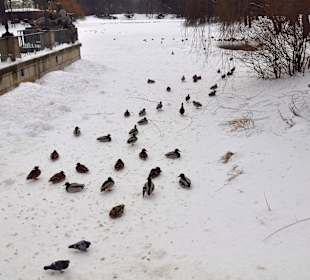 Mieszkańcy Łazienek Królewskich