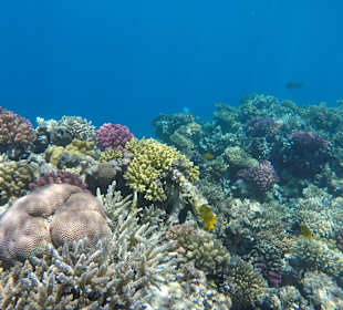 Wunderschönes Hausriff