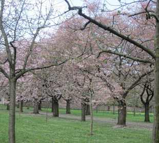 Kirschblüte Schwetzingen