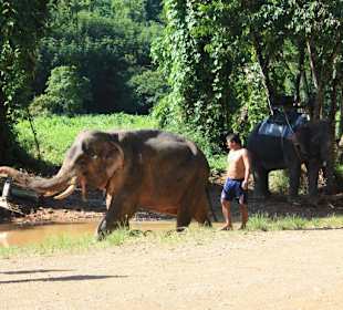 Elefantenreiten Khao Sok