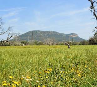 Blick zum Ziel von llucmayor