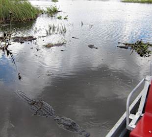 2 Alligatoren im Anmarsch