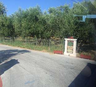Entering Callinico Winery 