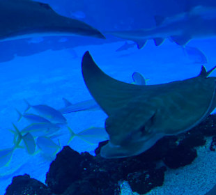 Rochen im Tiefseeaquarium 