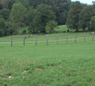 Haupt- und Landgestüt Marbach