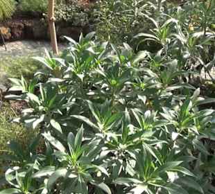 Kanarenschauhaus - Berggarten