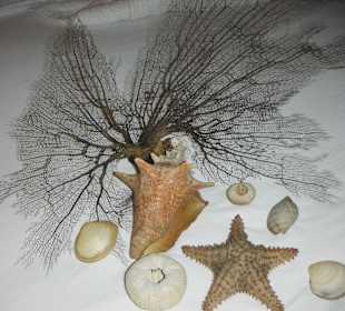 Schnorchelergebnis