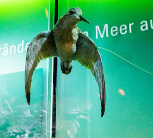 Meeresvogel