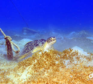 Schnorcheln Makadi Bay