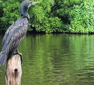 Bentota Fluss- und Mangroven Tour