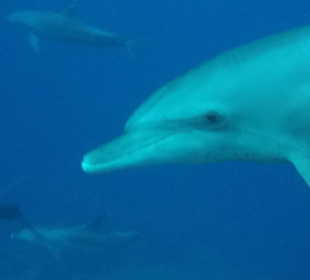 Dolphins in the bay!