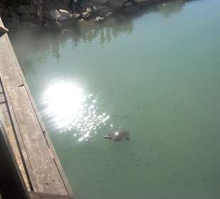 Brücke über den Fluß zum Hafen