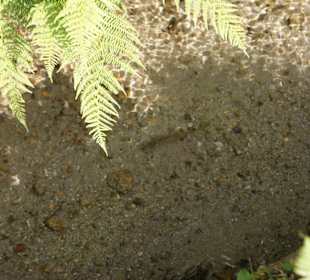 Fische im Kuenser Wal