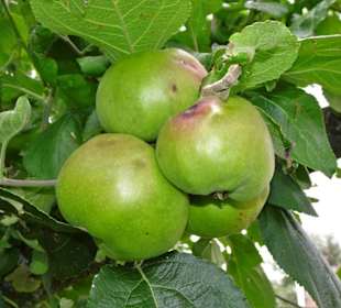Impressionen aus dem Garten des Bauernmuseums