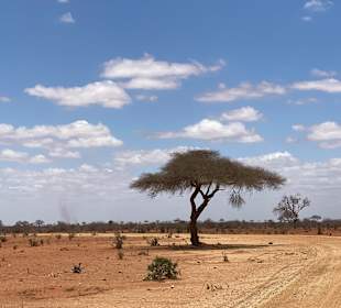 Wildnis Tours and Safaris - Diani Beach