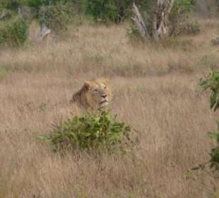 Gut getarnt, doch Abdul sah alles!