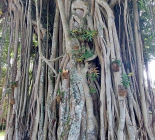 Mendut Tempelkomplex und Garten