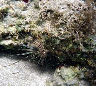 Feuerfisch
