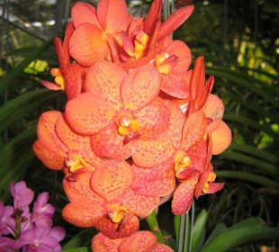 Eine Lachsfarbene Orchideenrispe.