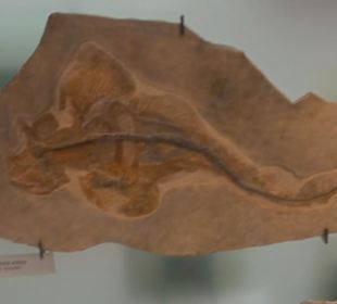 Museum für Naturkunde