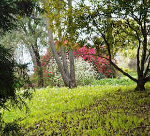 Palheiro Gardens