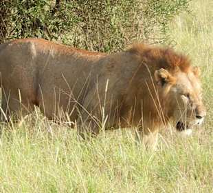Safari