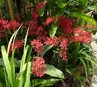 Im Garten der Orchideen