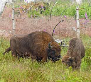 Wisent-Wildnis