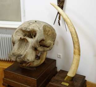 Exponate des Naturkundemuseums Coburg