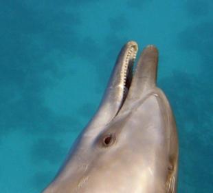 Delfintour 11.10.2013