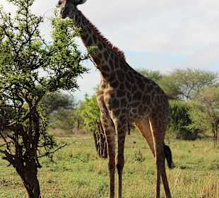 Giraffe
