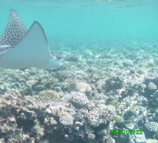 Ca. 20 m neben dem Steg aufgenommen
