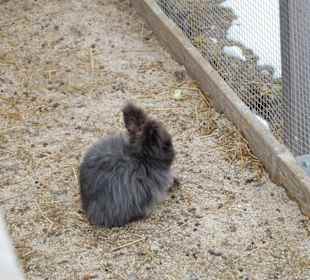 Ein kuschliges Kaninchen