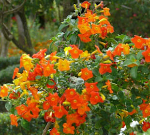 Eeinfach gestaltete aber dennoch wunderschöne Blüte(n)