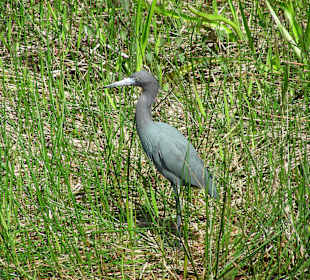 Dreifarbenreiher? Bin nicht sicher.