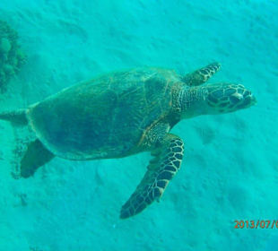 Nádherný zážitek s želvou