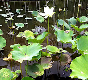Pamplemousses Botanical Garden