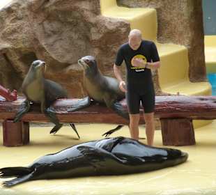 Seelöwen machen richtig Action