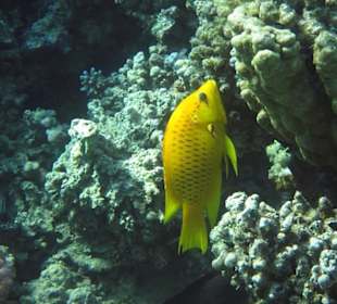 Weibl. Stülpmaul-Lippfisch